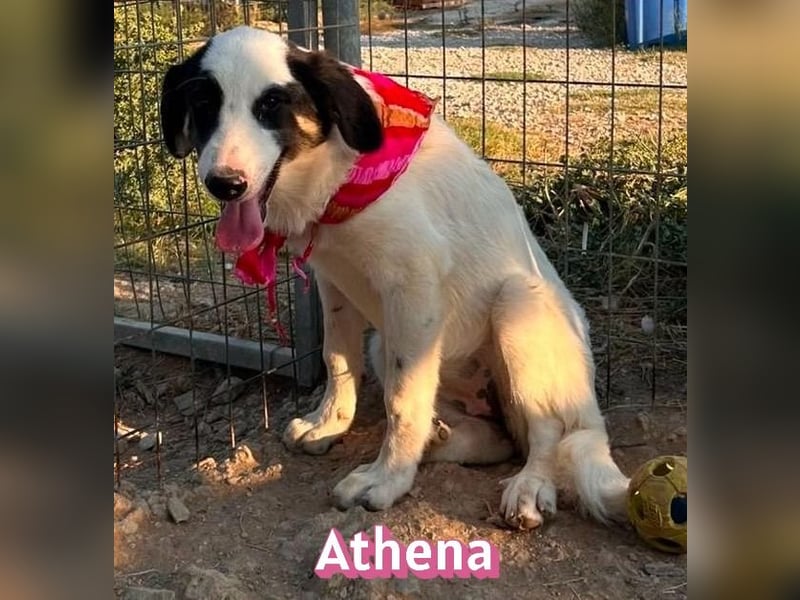 Athena, 03/26 - Welpe sucht Zuhause