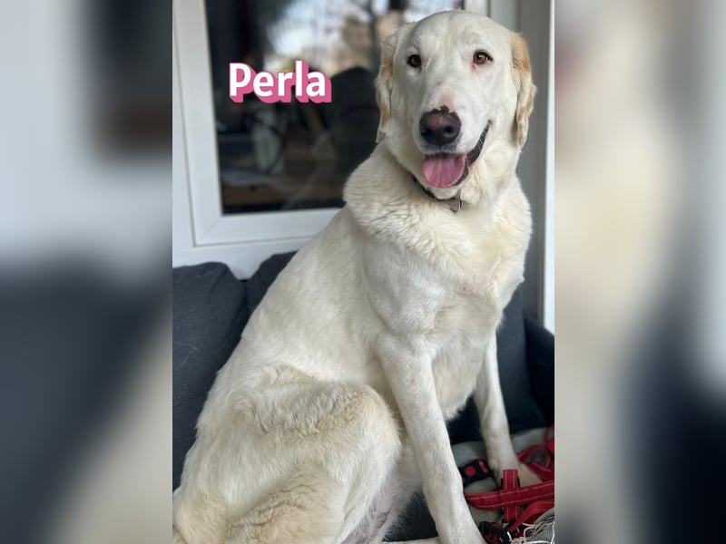 Perla, 05/22  - eine wahre Perle  wartet in 64756 Mossautal