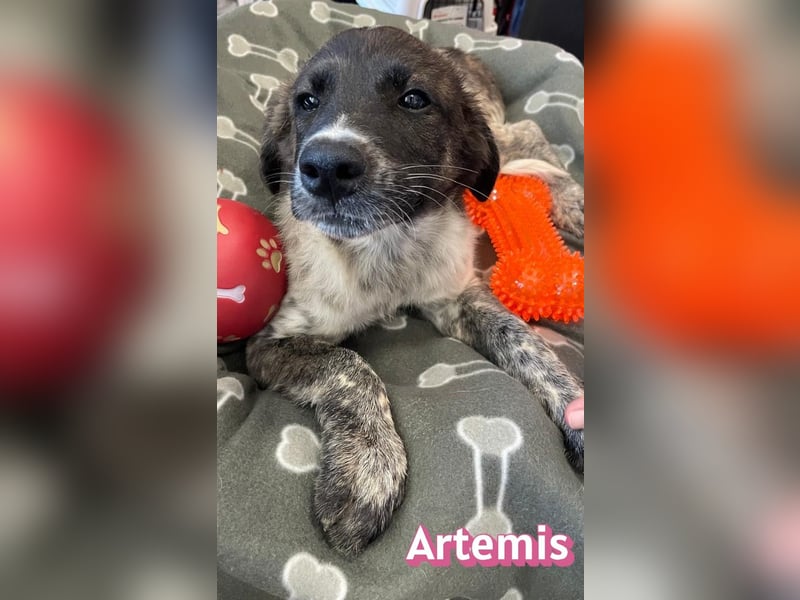 Artemis, 03/26 - hübsches Mädel sucht Familie