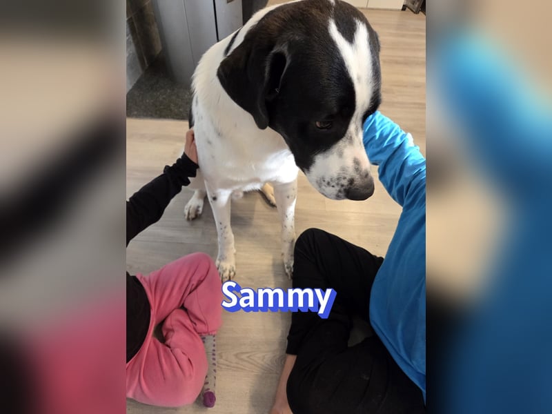 Sammy, 05/25 - verliert unverschuldet sein Zuhause, 66646 Marpingen