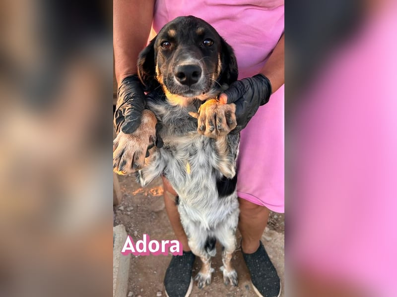 Adora, 03/26 - Mäuschen sucht Häuschen