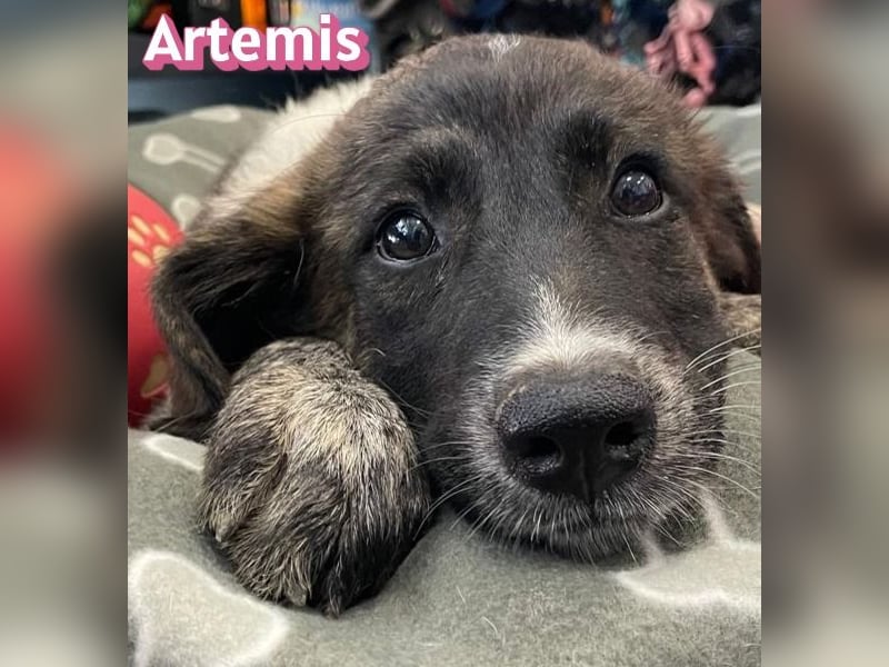 Artemis, 03/26 - hübsches Mädel sucht Familie