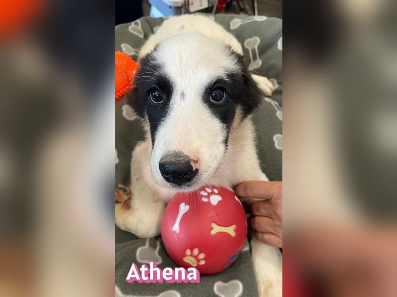 Athena, 03/26 - Welpe sucht Zuhause