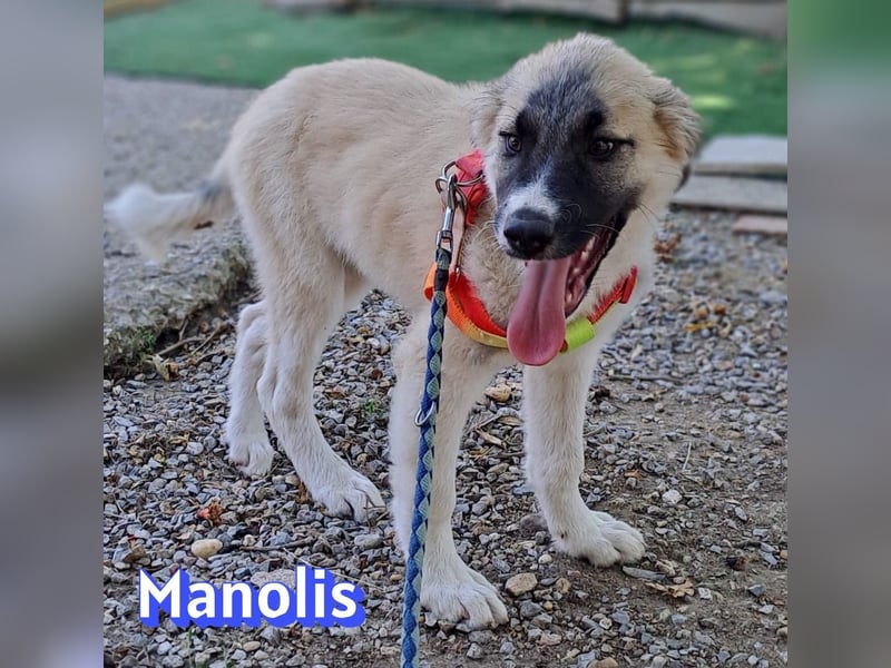 Manolis, 03/26 - Malinois Mix sucht verantwortungsvolle Menschen