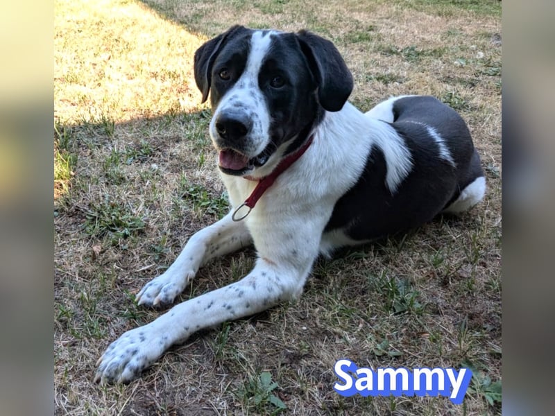 Sammy, 05/25 - verliert unverschuldet sein Zuhause, 66740 Saarlouis