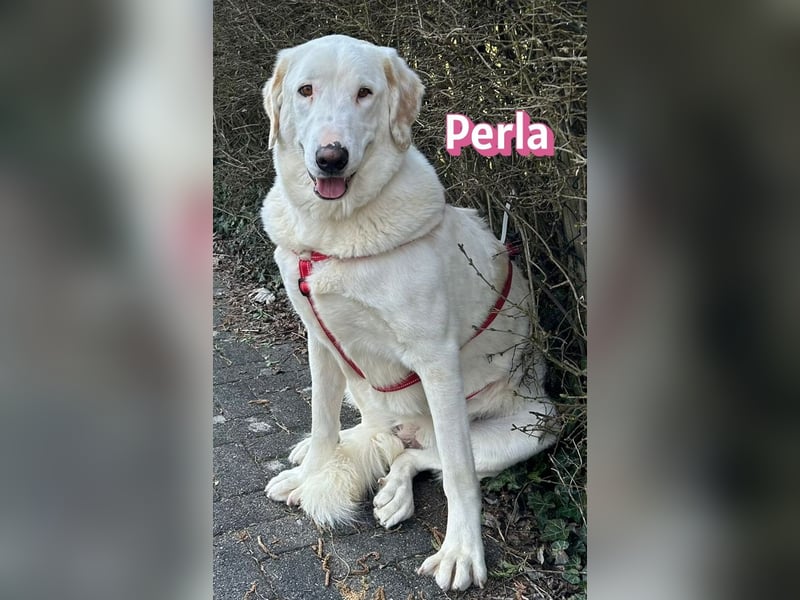 Perla, 05/22  - eine wahre Perle  wartet in 64756 Mossautal