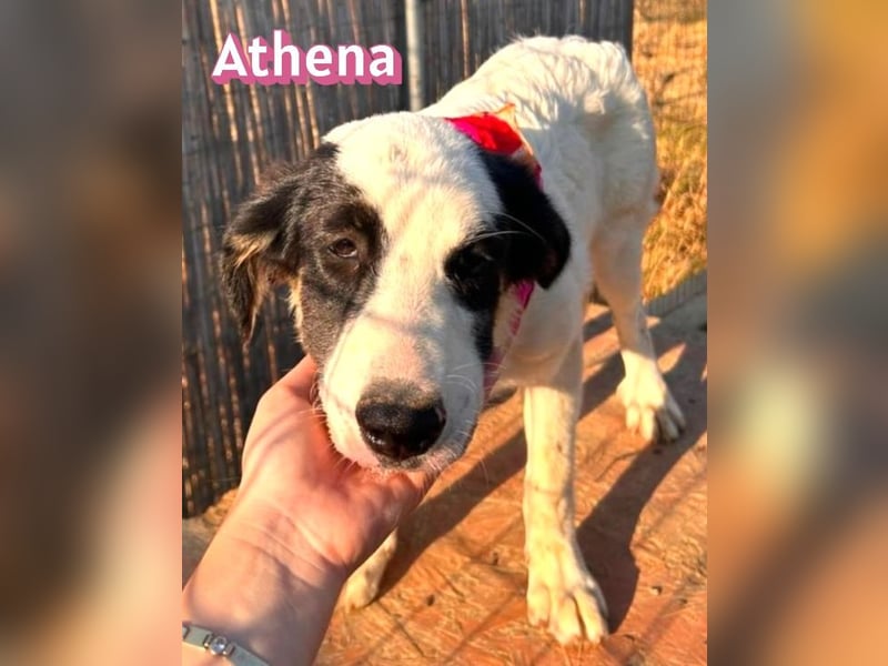 Athena, 03/26 - Welpe sucht Zuhause