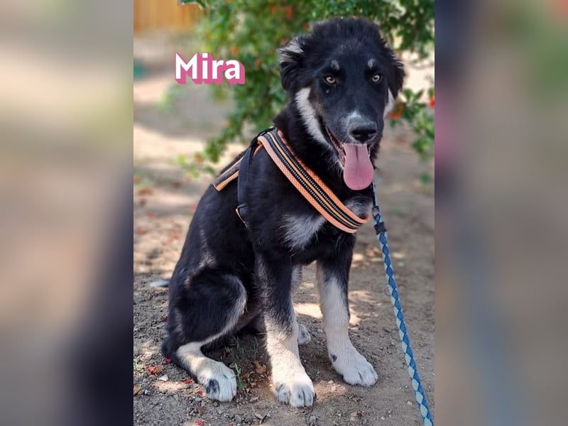 Mira, 03/26 - Malinois Mix sucht verantwortungsvolle Menschen