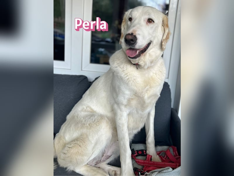 Perla, 05/22  - eine wahre Perle  wartet in 64756 Mossautal