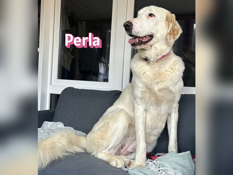 Perla, 05/22  - eine wahre Perle  wartet in 64756 Mossautal