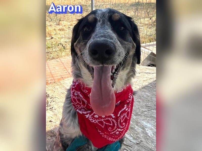 Aaron, 03/26 - möchte dein Leben bunter machen!