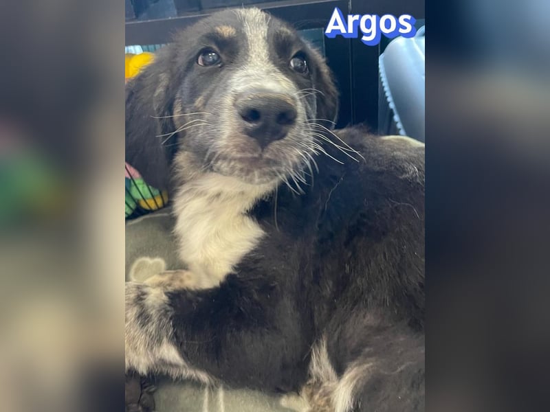 Argos, 03/26 - Wuschelkopf sucht seine Menschen