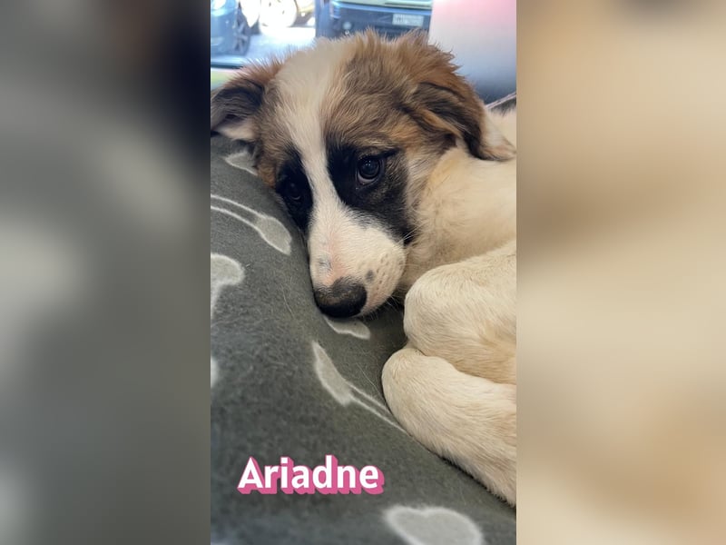 Ariadne, 03/26 - Baby sucht Familie