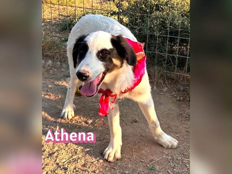 Athena, 03/26 - Welpe sucht Zuhause
