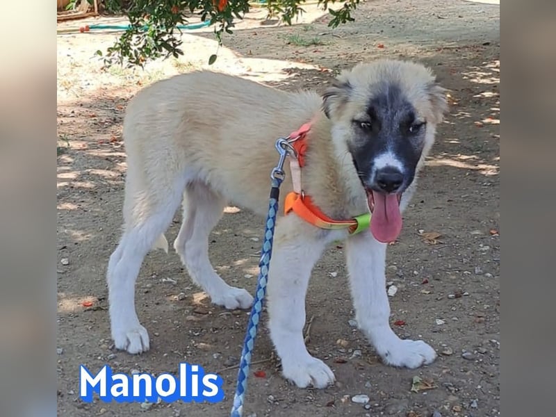 Manolis, 03/26 - Malinois Mix sucht verantwortungsvolle Menschen