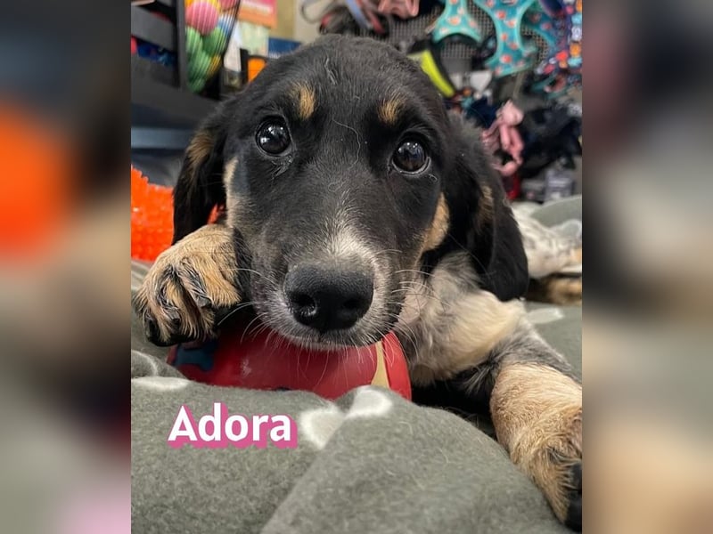 Adora, 03/26 - Süßes Mädel sucht schönes Leben