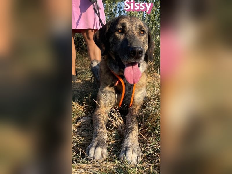 Sissy, 05/24 - schön wie die Namensvetterin