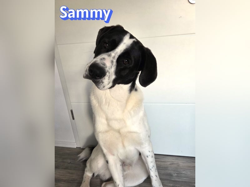Sammy, 05/25 - verliert unverschuldet sein Zuhause, 66646 Marpingen