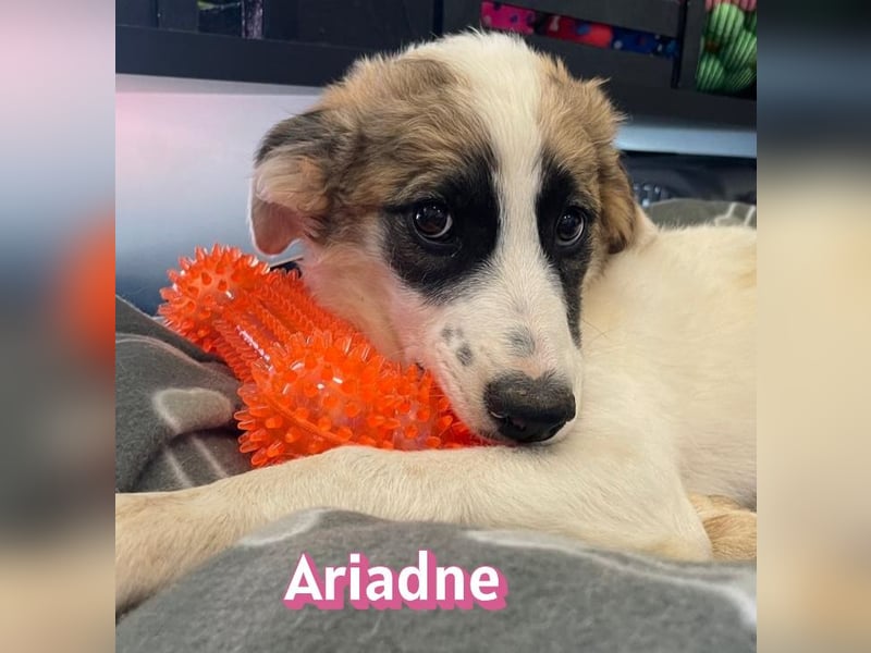 Ariadne, 03/26 - Baby sucht Familie