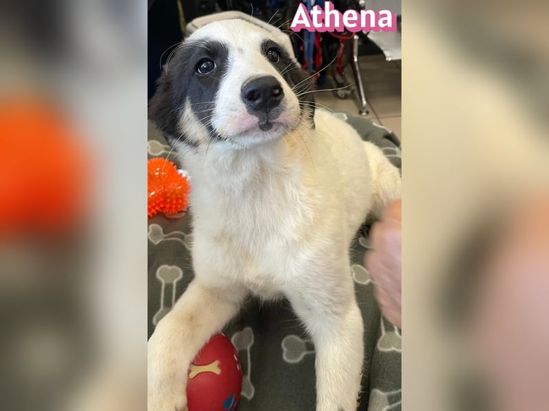 Athena, 03/26 - Welpe sucht Zuhause