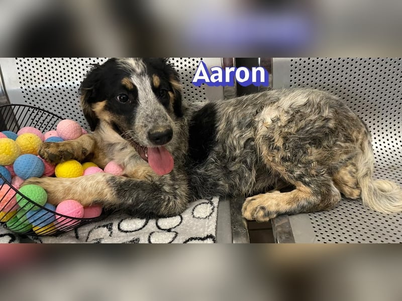 Aaron, 03/26 - möchte dein Leben bunter machen!