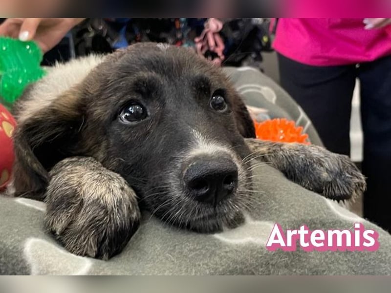 Artemis, 03/26 - hübsches Mädel sucht Familie