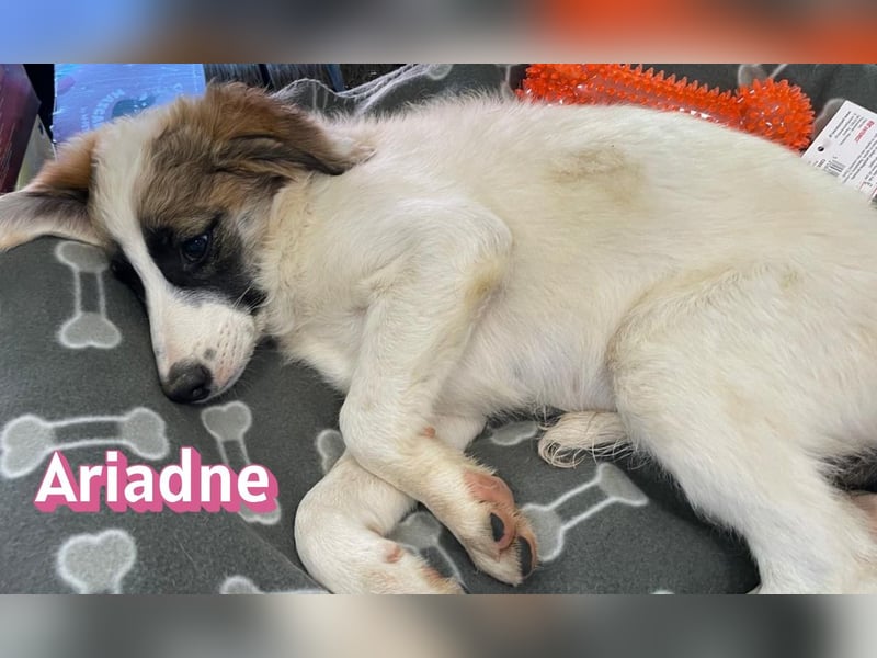 Ariadne, 03/26 - Baby sucht Familie