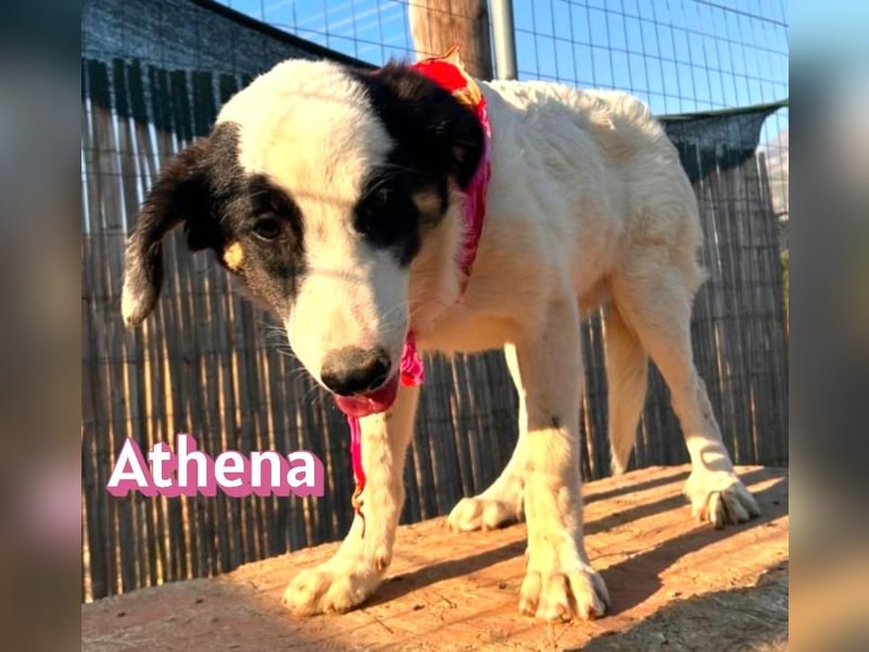 Athena, 03/26 - Welpe sucht Zuhause