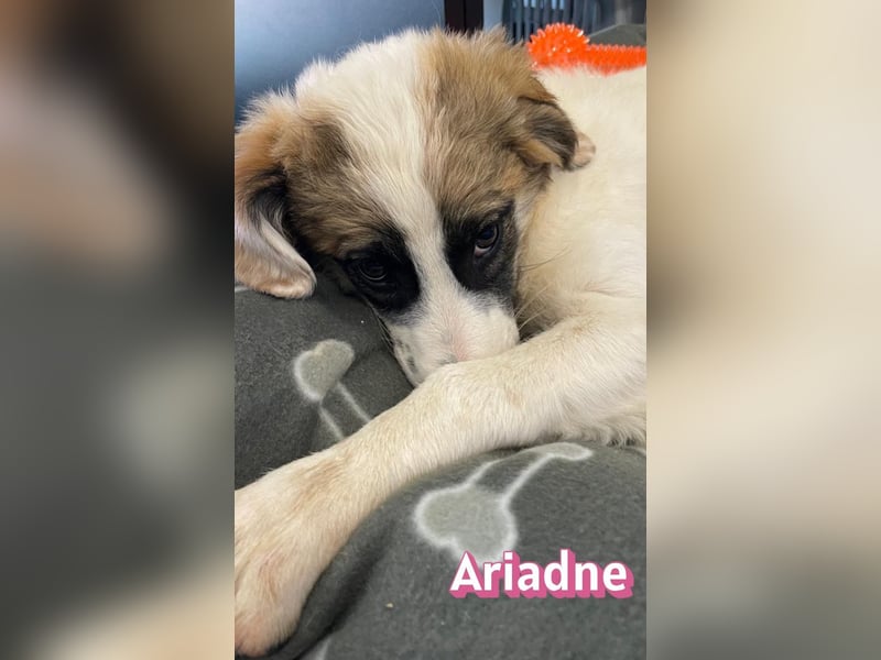 Ariadne, 03/26 - Baby sucht Familie