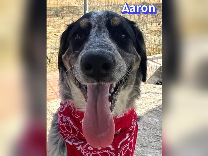 Aaron, 03/26 - möchte dein Leben bunter machen!