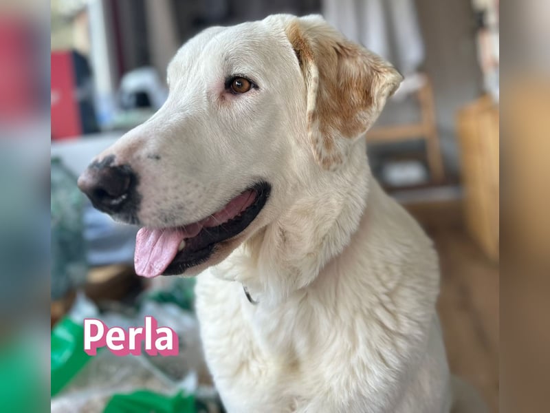 Perla, 05/22  - eine wahre Perle  wartet in 64756 Mossautal