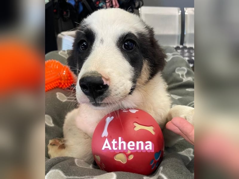 Athena, 03/26 - Welpe sucht Zuhause