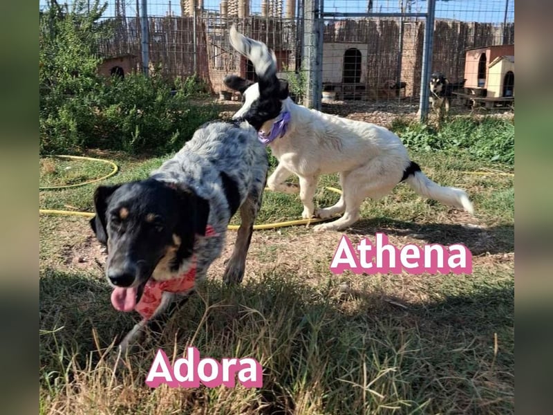 Adora, 03/26 - Mäuschen sucht Häuschen