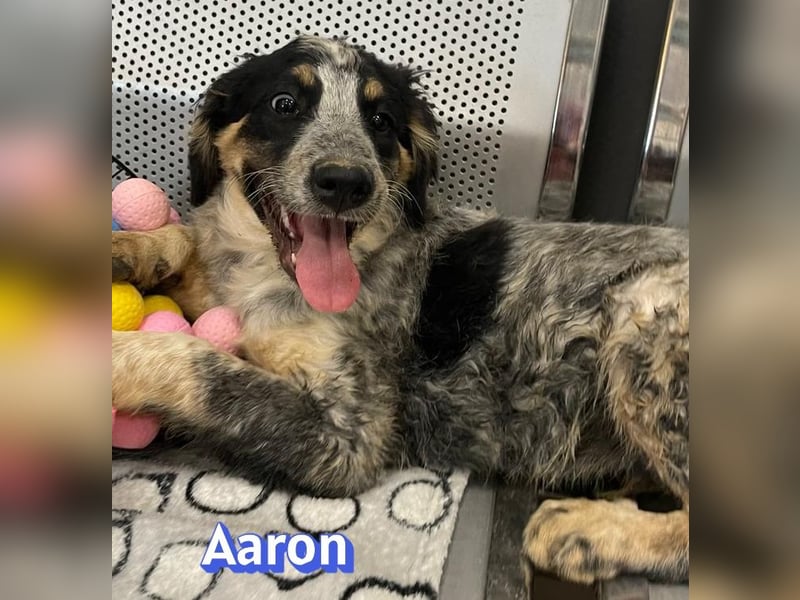 Aaron, 03/26 - möchte dein Leben bunter machen!