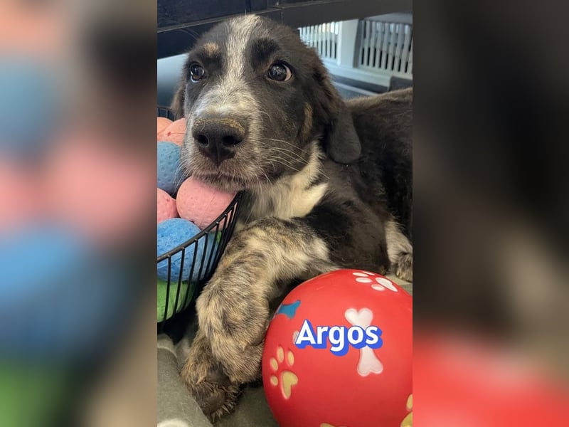 Argos, 03/26 - Wuschelkopf sucht seine Menschen