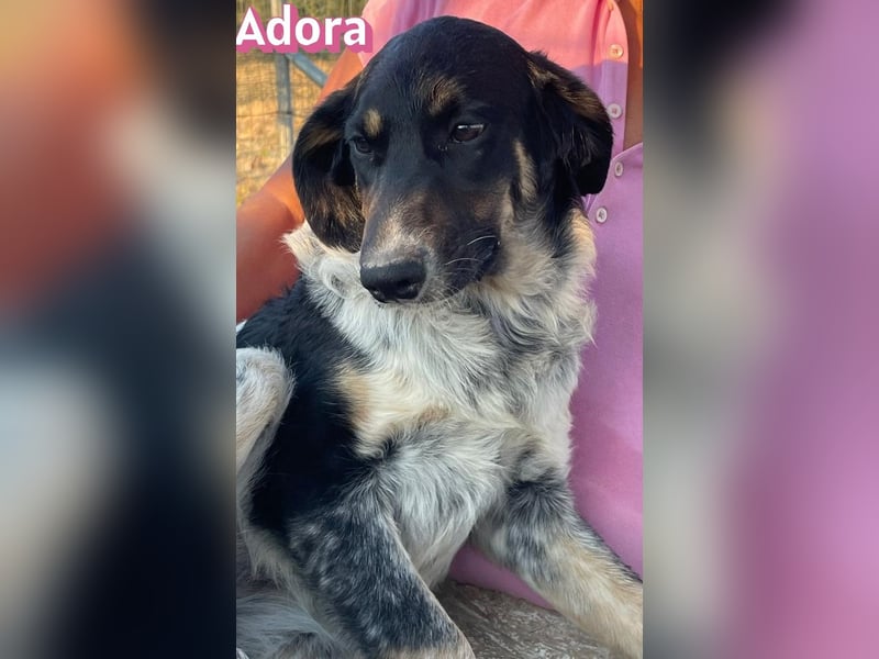 Adora, 03/26 - Mäuschen sucht Häuschen