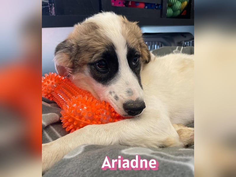 Ariadne, 03/26 - Baby sucht Familie
