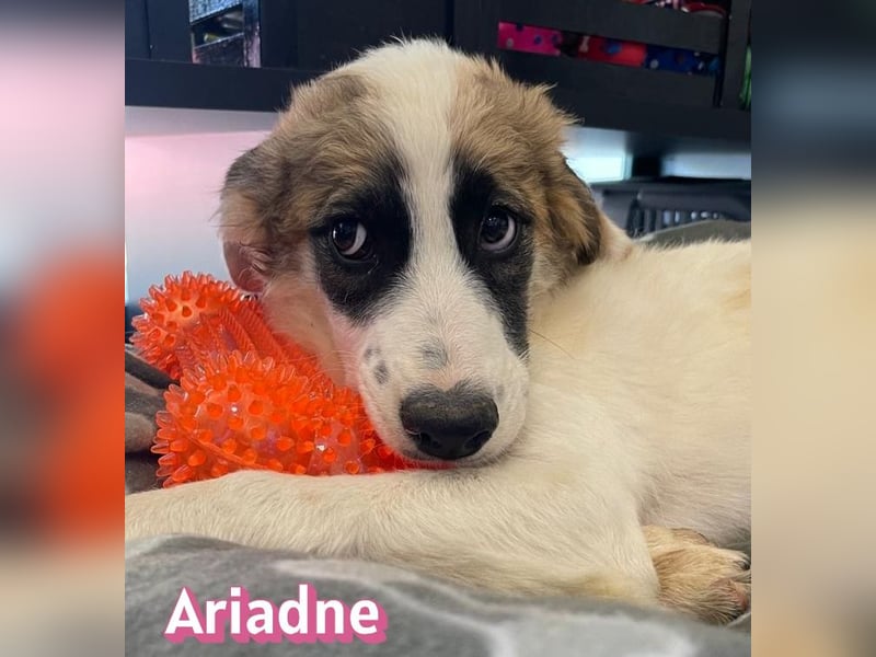 Ariadne, 03/26 - Baby sucht Familie