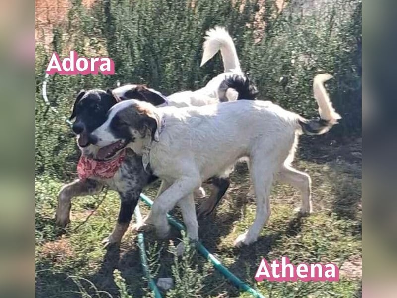 Adora, 03/26 - Mäuschen sucht Häuschen