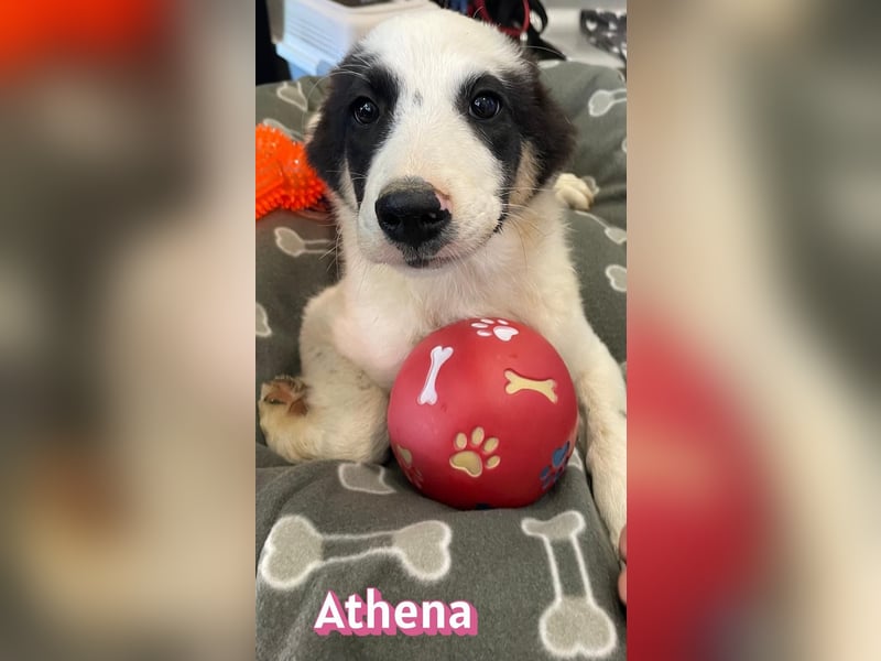 Athena, 03/26 - Welpe sucht Zuhause