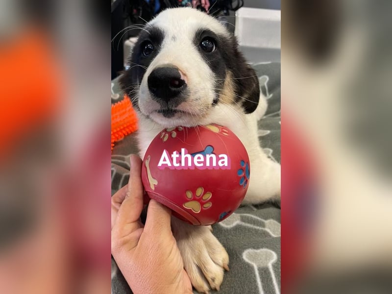 Athena, 03/26 - Welpe sucht Zuhause