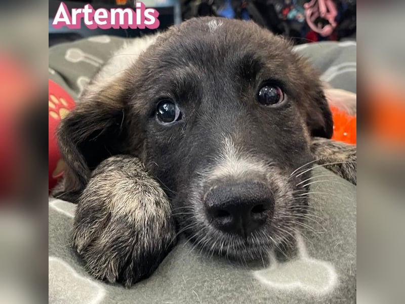 Artemis, 03/26 - hübsches Mädel sucht Familie