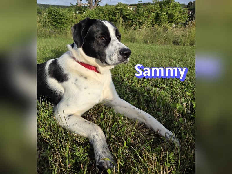 Sammy, 05/25 - verliert unverschuldet sein Zuhause, 66646 Marpingen