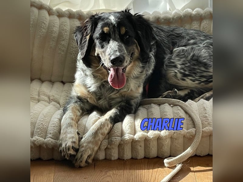 Aaron/Charlie 03/26 - fröhlicher Kerl wartet auf PS in 64646 Heppenheim