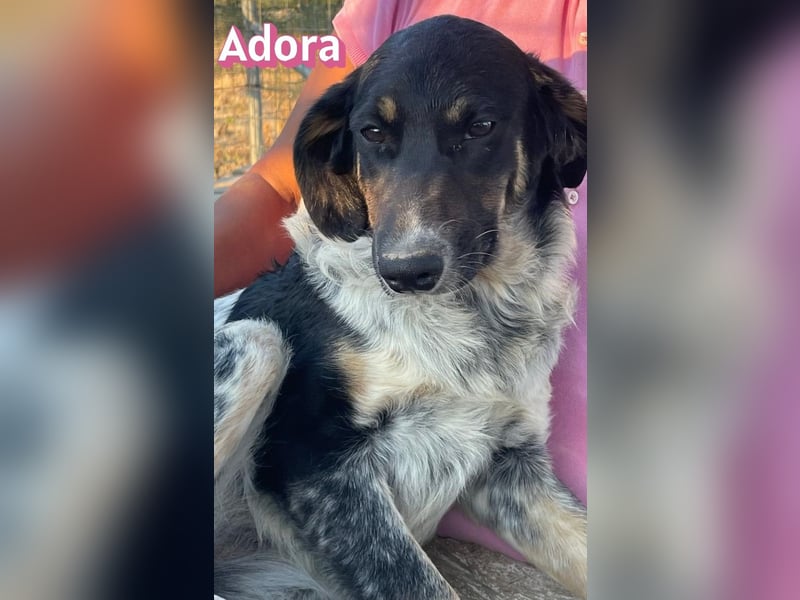 Adora, 03/26 - Mäuschen sucht Häuschen