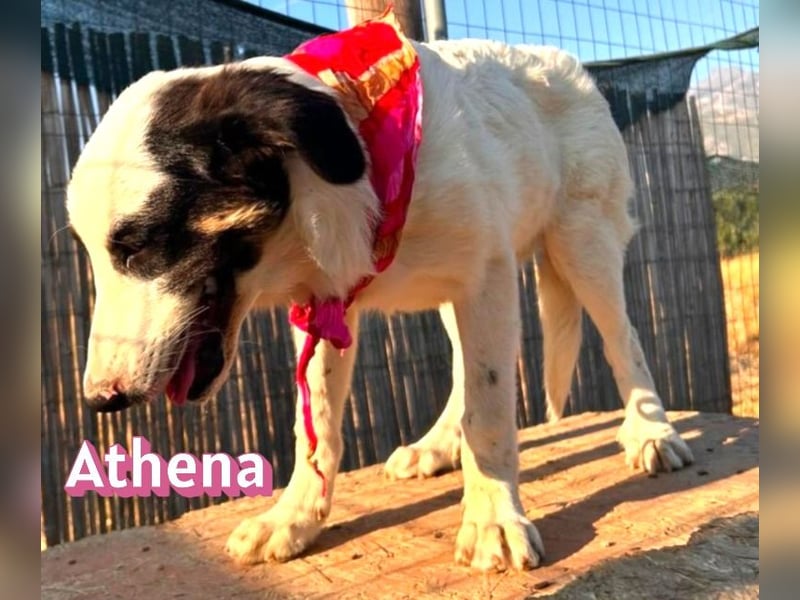 Athena, 03/26 - Welpe sucht Zuhause