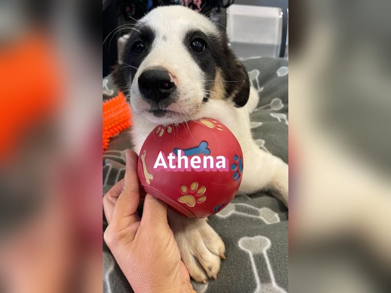 Athena, 03/26 - Welpe sucht Zuhause