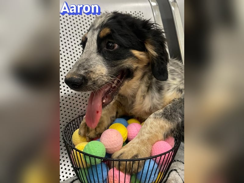 Aaron, 03/26 - möchte dein Leben bunter machen!