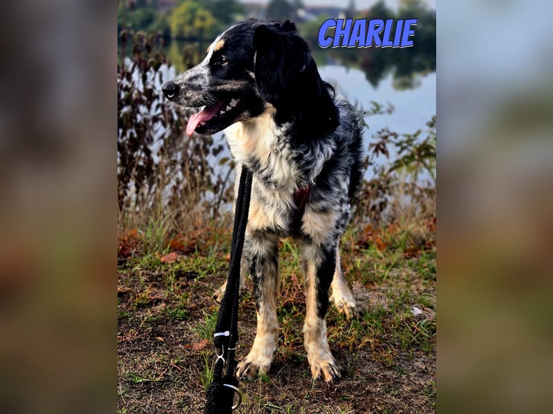 Aaron/Charlie 03/26 - fröhlicher Kerl wartet auf PS in 64646 Heppenheim
