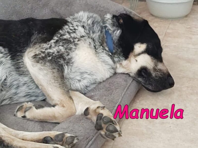 Manuela geb. 12/2023 (in Deutschland) - harmonische, gutmütige und lustige Junghündin!